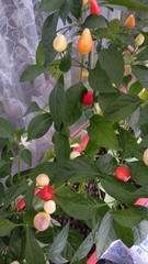 Capsicum annuum conoides