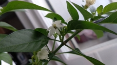 Capsicum annuum conoides