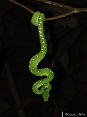 Corallus batesii