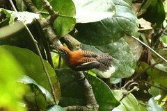 Cantorchilus semibadius