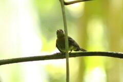 Myiobius sulphureipygius