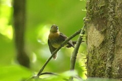 Myiobius sulphureipygius