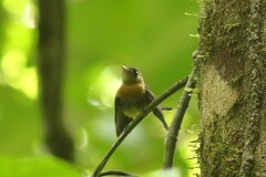 Myiobius sulphureipygius