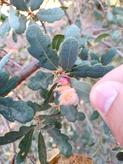 Andricus crystallinus