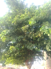 Adenanthera pavonina