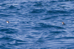 Synthliboramphus scrippsi