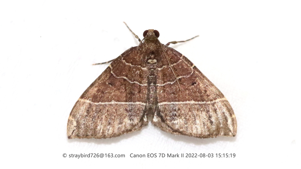 Xenortholitha euthygramma