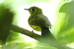 Myiobius sulphureipygius