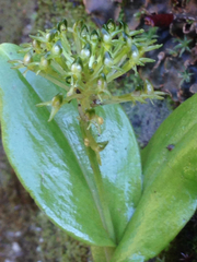 Malaxis brachyrrhynchos