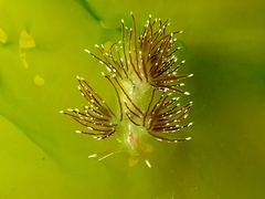 Sakuraeolis enosimensis