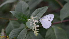 Pieris melete