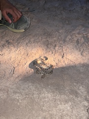 Spalerosophis diadema