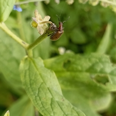 Cerogria quadrimaculata