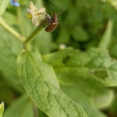 Cerogria quadrimaculata