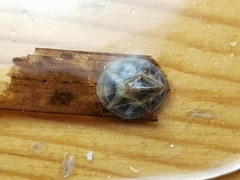 Amphibalanus reticulatus