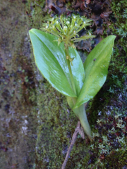 Malaxis brachyrrhynchos