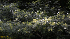 Zanthoxylum schinifolium