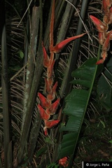 Heliconia vellerigera