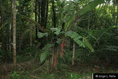 Heliconia vellerigera