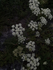 Kitagawia baicalensis