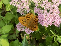 Argynnis paphia