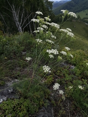 Kitagawia baicalensis