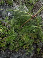 Kitagawia baicalensis