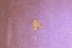 Barsine cornicornutata