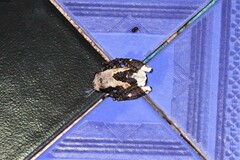 Theloderma albopunctatum