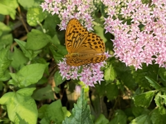 Argynnis paphia