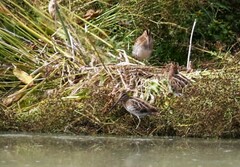 Gallinago gallinago gallinago