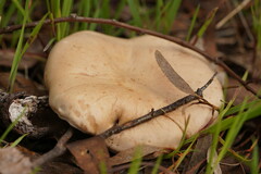 Leucopaxillus eucalyptorum