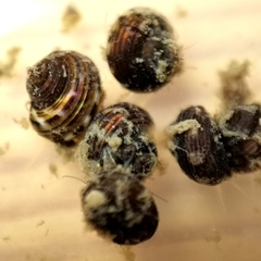 Lirularia iridescens