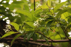 Amphineurion marginatum