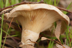 Leucopaxillus eucalyptorum