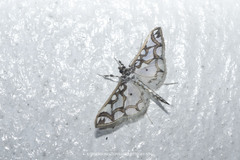 Polythlipta cerealis
