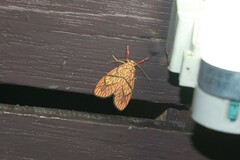 Barsine cornicornutata