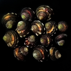 Lirularia iridescens