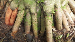 Areca