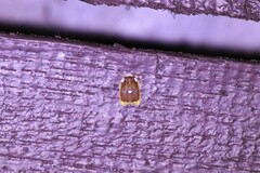 Lobobasis niveimaculata