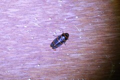 Phymatostetha birmanica