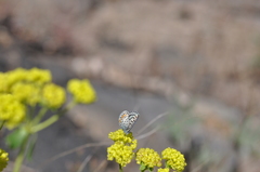 Euphilotes battoides