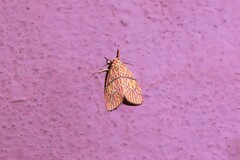 Barsine cornicornutata