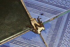 Theloderma albopunctatum