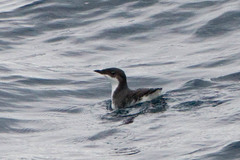 Synthliboramphus scrippsi