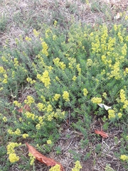 Galium verum
