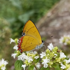 Heliophorus brahma