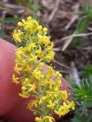 Galium verum