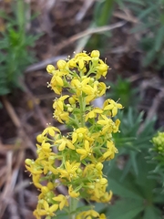 Galium verum