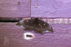 Cyclidia orciferaria